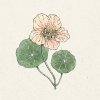 Jora Dahl Tropaeolum minus