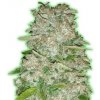 Monster Genetics - Monster Gorilla Glue 3 ks - Semená neobsahujú THC. Monster Genetics - Monster Gorilla Glue 3 ks - Semená neobsahujú THC.