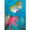 3D pohľadnica Rybky a korál 3D pohľadnica Rybky a korál