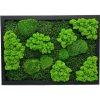Machový obraz Trio Moss 50x35cm Na šírku Machový obraz Trio Moss 50x35cm Na šírku