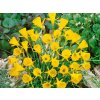 Narcis Golden Bells 3 ks v kont. 0,5 l Narcis Golden Bells 3 ks v kont. 0,5 l