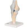Model ľudského kolenného kĺbu, 3 časti (Anatomické modely) Model ľudského kolenného kĺbu, 3 časti (Anatomické modely)