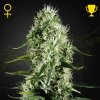 Green House Seed - Super Silver Haze 1 ks + 1 ks ZDARMA Hawaiian Snow - semená neobsahujú THC Green House Seed - Super Silver Haze 1 ks + 1 ks ZDARMA Hawaiian Snow - semená neobsahujú THC