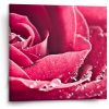 Sablio Obraz Detail ruže - 50x50 cm Sablio Obraz Detail ruže - 50x50 cm