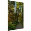 Vertikálny foto obraz akrylové sklo Chodník v lese 50x100 cm Vertikálny foto obraz akrylové sklo Chodník v lese 50x100 cm