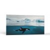 Zvieratá Orca v Arktíde | Obrazy Vintessia Rozmery panoráma: 30x60 Zvieratá Orca v Arktíde | Obrazy Vintessia Rozmery panoráma: 30x60