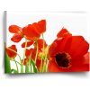 Sablio Obraz Tulipány - 60x40 cm Sablio Obraz Tulipány - 60x40 cm
