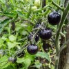 BIO Paradajka Indigo Rose - Solanum lycopersicum - bio semená - 7 ks BIO Paradajka Indigo Rose - Solanum lycopersicum - bio semená - 7 ks