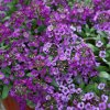 Lobulária prímorská Fialová kráľovna - Alyssum maritimum - semená - 1 g Lobulária prímorská Fialová kráľovna - Alyssum maritimum - semená - 1 g