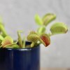 Mäsožravka Dionaea muscipula baby Mäsožravka Dionaea muscipula baby