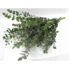 EUKALYPTUS cinerea zväzok 60-70cm 100g EUKALYPTUS cinerea zväzok 60-70cm 100g