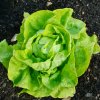 BIO Šalát hlávkový maslový Sylvesta - Lactuca Sativa - bio semená - 100 ks BIO Šalát hlávkový maslový Sylvesta - Lactuca Sativa - bio semená - 100 ks