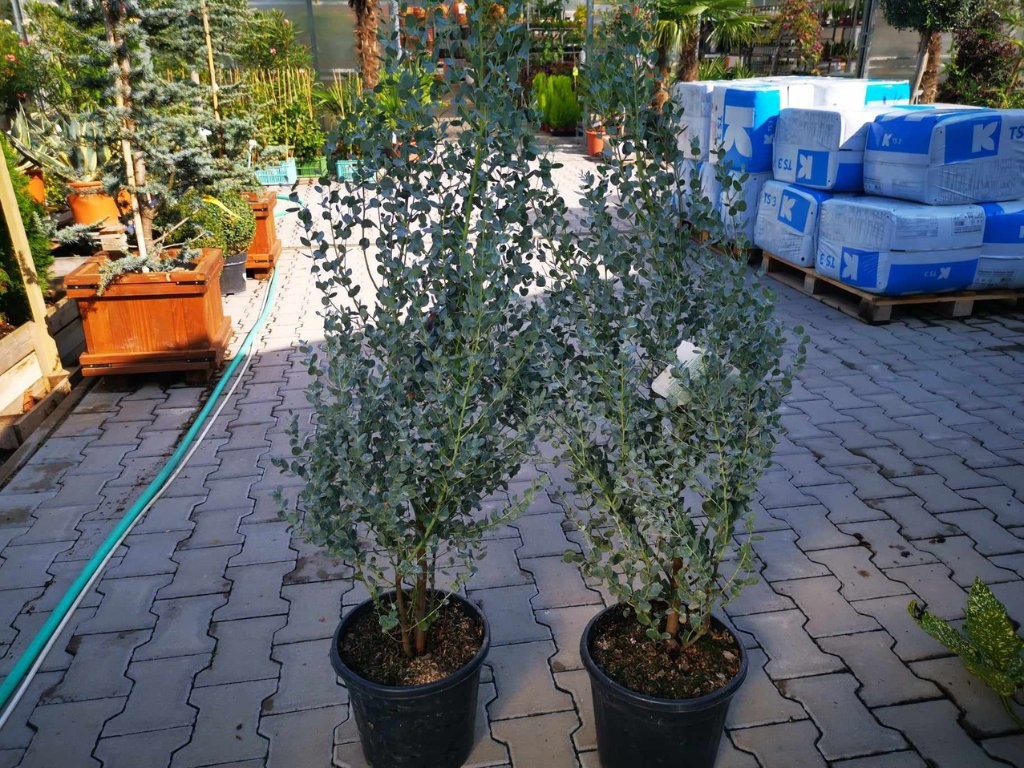 Eukalyptus gunnii Silverana 90-120 cm, kont. 7-9 l