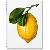 The Gourmand's Lemon. A Collection of Stories and Recipes The Gourmand's Lemon. A Collection of Stories and Recipes