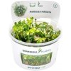 Dennerle Plants Marsilea hirsuta CUP - 1 ks Dennerle Plants Marsilea hirsuta CUP - 1 ks