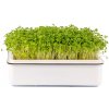 Microgreens, semínka na klíčky - Brokolice 10g Microgreens, semínka na klíčky - Brokolice 10g