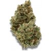Growers Choice - Frosty Gelato 5 ks - Semená neobsahujú THC Growers Choice - Frosty Gelato 5 ks - Semená neobsahujú THC