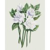 zuty Zuty - Maľovanie Podľa Čísel - Biele Kvety Gardénie (Alexandria Gilbert), 80X100 Cm, Plátno+Rám (8596530118558) zuty Zuty - Maľovanie Podľa Čísel - Biele Kvety Gardénie (Alexandria Gilbert), 80X100 Cm, Plátno+Rám (8596530118558)
