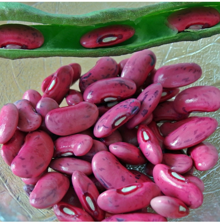 Fazuľa šarlátová popínavá Lady di - Phaseolus coccineus - semená fazule - 10 ks