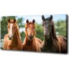 Moderný fotoobraz canvas na ráme Tri kone 100x50 cm Moderný fotoobraz canvas na ráme Tri kone 100x50 cm