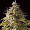 Vision Seeds - Caramel Monster 3 ks - Semená neobsahujú THC Vision Seeds - Caramel Monster 3 ks - Semená neobsahujú THC