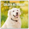 Golden Retrievers Golden Retriever 16 Monats 2026