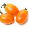 Paradajka Datlo - Solanum lycopersicum - semená - 10 ks Paradajka Datlo - Solanum lycopersicum - semená - 10 ks