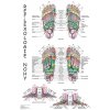 Anatomická mapa - Reflexologie nohy Anatomická mapa - Reflexologie nohy