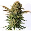 Kannabia Seeds - Russian Doll 10 ks - Semená neobsahujú THC Kannabia Seeds - Russian Doll 10 ks - Semená neobsahujú THC