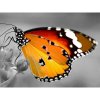 Diamantový obraz Motýľ art Diamantový obraz Motýľ art