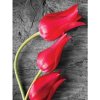 Fototapeta panel - PL0585 - Tulipány 175cm x 250cm - Vlies 110gr Fototapeta panel - PL0585 - Tulipány 175cm x 250cm - Vlies 110gr