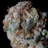 Big Head Seeds - Sherbet Glue 5 ks - Semienka neobsahujú THC Big Head Seeds - Sherbet Glue 5 ks - Semienka neobsahujú THC