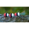 Redbass Mandula Red/Black/White - L 75 mm 3,3 g Redbass Mandula Red/Black/White - L 75 mm 3,3 g
