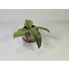 PlanBros flower Baby Hoya Erythrina PlanBros flower Baby Hoya Erythrina