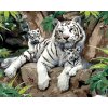 ZUTY Maľovanie podľa čísel - BIELY TIGER S MLÁĎATAMI NA KAMENI (HOWARD ROBINSON) Rámovanie: bez rámu a bez vypnutia plátna, Rozmer: 80x100 cm ZUTY Maľovanie podľa čísel - BIELY TIGER S MLÁĎATAMI NA KAMENI (HOWARD ROBINSON) Rámovanie: bez rámu a bez vypnutia plátna, Rozmer: 80x100 cm