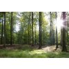 DIMEX | Vliesové fototapety na stenu Buk na jeseň MS-5-1866 | 375 x 250 cm | zelená, biela, hnedá + Vliesová fototapeta na stenu DIMEX Buk na jeseň MS51866 v rozmere 375 x 250 cm DIMEX | Vliesové fototapety na stenu Buk na jeseň MS-5-1866 | 375 x 250 cm | zelená, biela, hnedá + Vliesová fototapeta na stenu DIMEX Buk na jeseň MS51866 v rozmere 375 x 250 cm