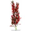 JK ANIMALS Red Ludwigia 18-21 cm JK ANIMALS Red Ludwigia 18-21 cm