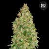 Bulk Seed Bank - Dubai Poison 100 ks - Semená neobsahujú THC Bulk Seed Bank - Dubai Poison 100 ks - Semená neobsahujú THC