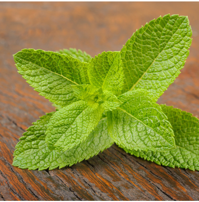 BIO Mäta klasnatá - Mentha viridis - bio semená mäty - 25 ks