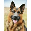 NORIMPEX Diamantové maľovanie Nemecký ovčiak 30 x 40 cm NORIMPEX Diamantové maľovanie Nemecký ovčiak 30 x 40 cm