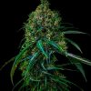 Spliff Seeds - Blue Dream 5 ks - semená neobsahujú THC Spliff Seeds - Blue Dream 5 ks - semená neobsahujú THC
