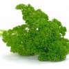 BIO Petržlen Mooskrause - Petroselinum Crispum - bio semená - 300 ks BIO Petržlen Mooskrause - Petroselinum Crispum - bio semená - 300 ks