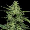 Humboldt Seed Company - Limez 5 ks - semená neobsahujú THC Humboldt Seed Company - Limez 5 ks - semená neobsahujú THC