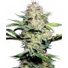 Sensi Seeds Cannabis Seeds Sensi Skunk Automatic® Feminized, 3-10 ks 10 ks Sensi Seeds Cannabis Seeds Sensi Skunk Automatic® Feminized, 3-10 ks 10 ks
