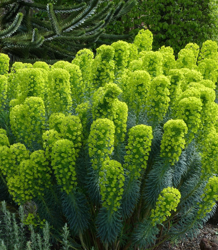 Mliečnik statný - Euphorbia characias - semená - 18 ks