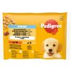 Pedigree Junior kura ryža hovädzina ryža v želé 4 x 100 g