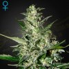 Green House Seed - Super Critical Auto 10 ks + 10 ks ZADARMO - semená neobsahujú THC Green House Seed - Super Critical Auto 10 ks + 10 ks ZADARMO - semená neobsahujú THC