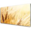 Sklenený obklad Do kuchyne Pšenica rastlina príroda 100x50 cm Sklenený obklad Do kuchyne Pšenica rastlina príroda 100x50 cm