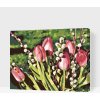 Vymalujsisam.sk Maľovanie podľa čísiel - Tulipány Veľkosť: 30x40cm, Rám: Na kartónovej doske Vymalujsisam.sk Maľovanie podľa čísiel - Tulipány Veľkosť: 30x40cm, Rám: Na kartónovej doske