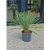 Yucca rostrata vo výške 100 cm, s výškou kmeňa 12 cm s čiastočne polámanými listami vo vnútri